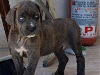 cucciolo cane corso 